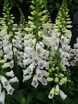 DIGITALIS Dalmatian White